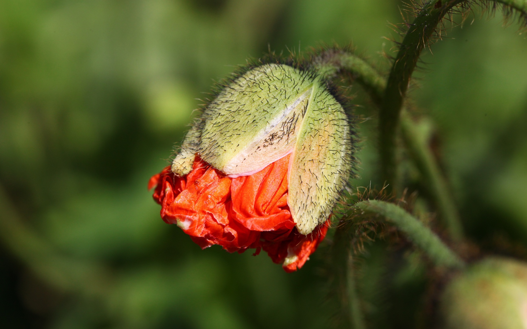 Бутон красного мака в лучах солнца
