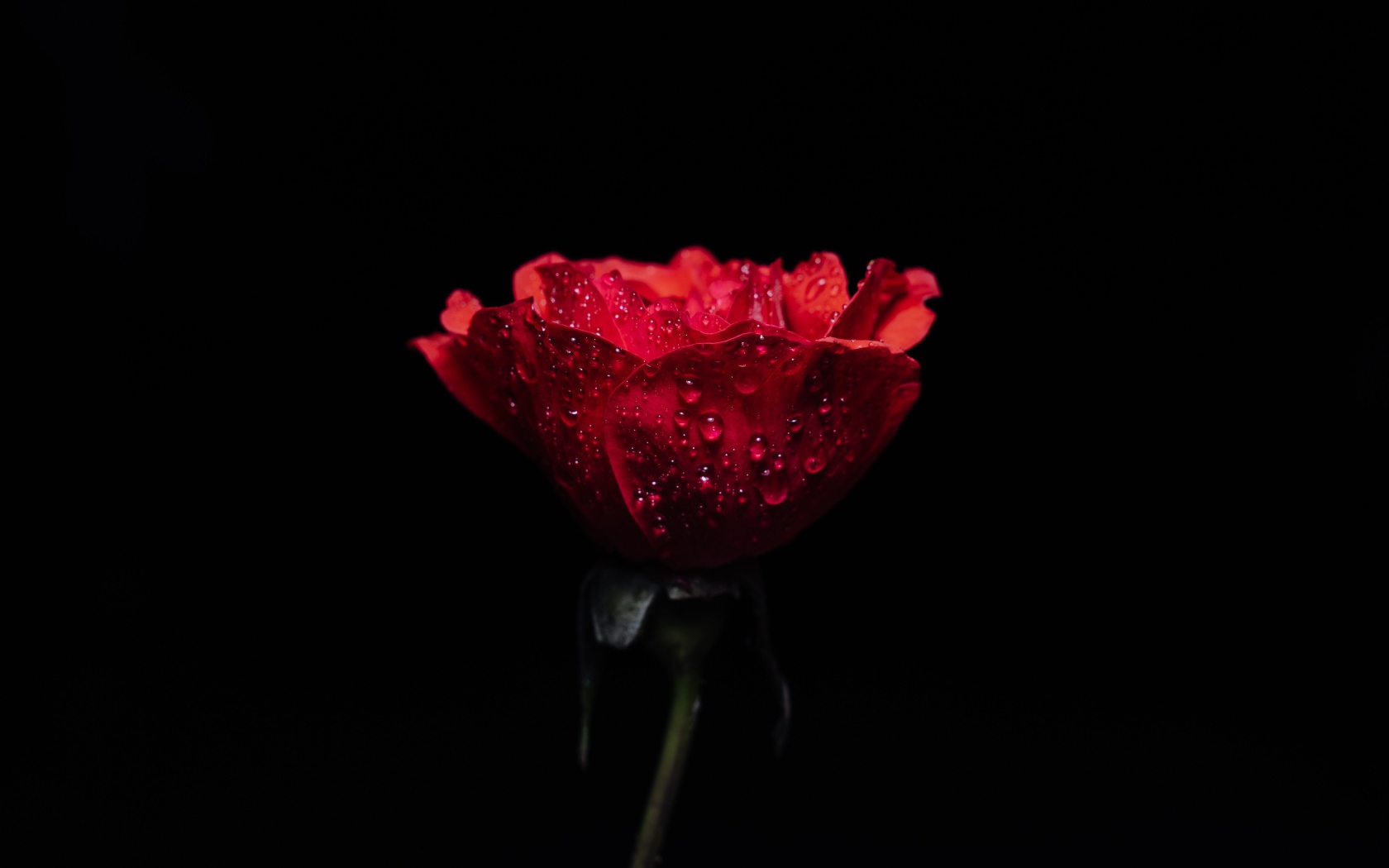 Красная роза в каплях росы на черном фоне