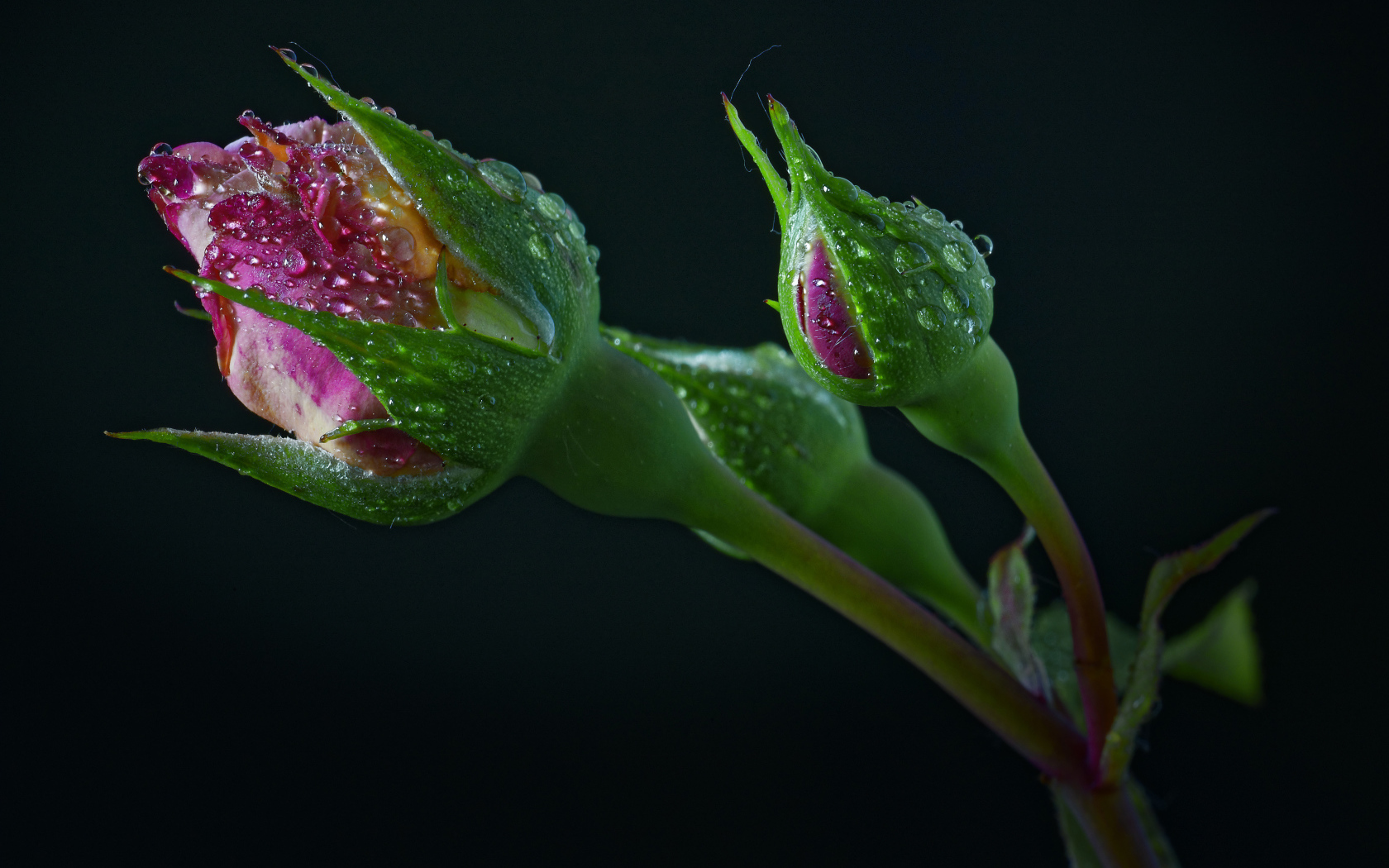 Бутоны розы в каплях воды на черном фоне