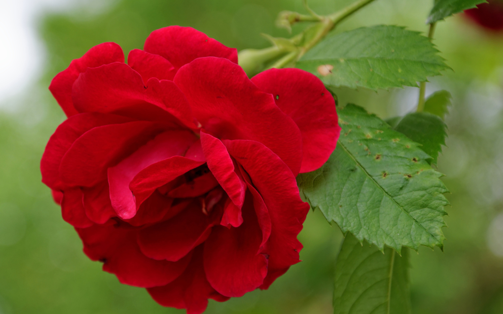 Алая роза с зелеными листьями крупным планом