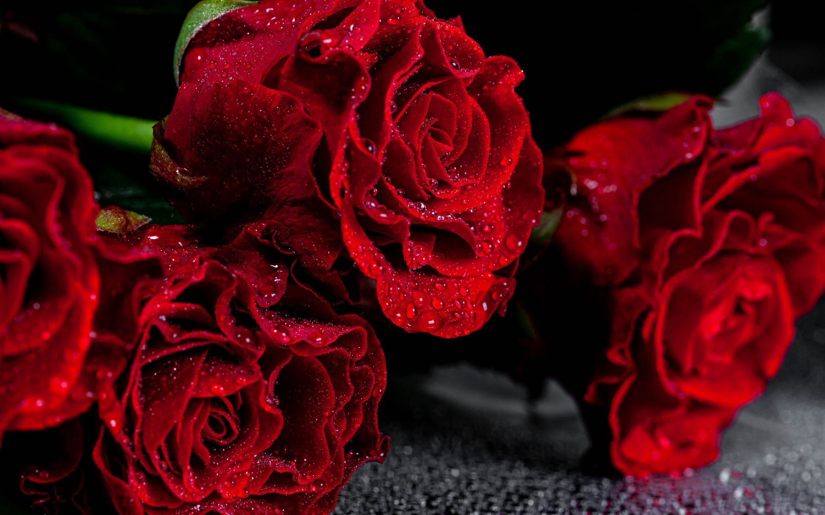 Алые розы крупным планом в каплях воды  