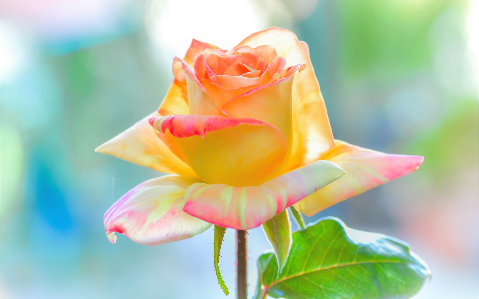 Нежная красивая роза с лепестками крупным планом