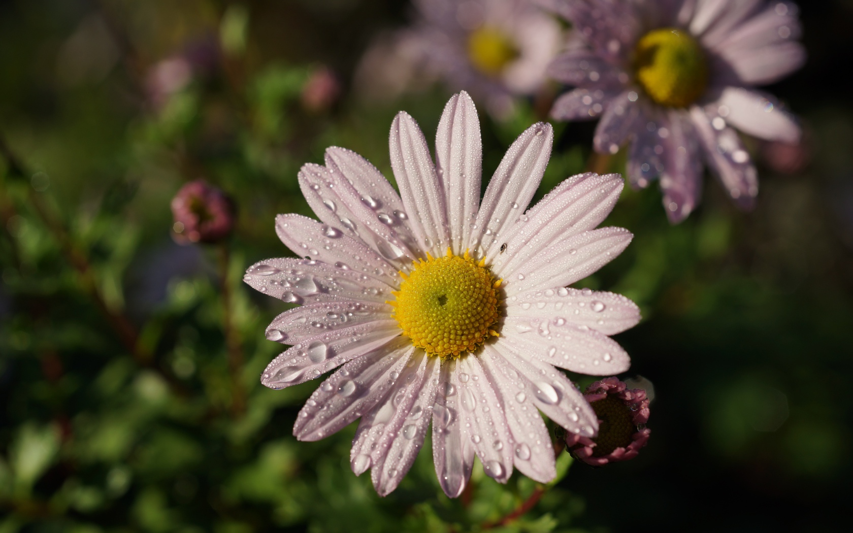 Нежная белая ромашка с каплями росы на лепестках