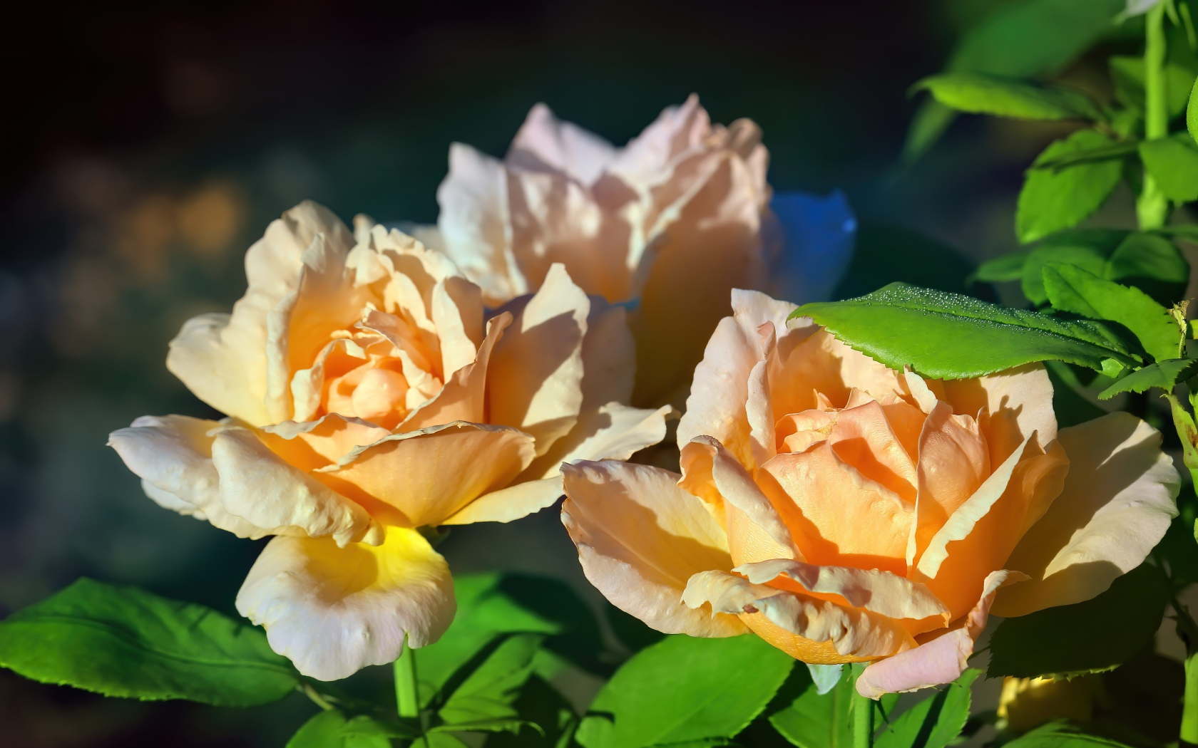 Три розовые розы в лучах солнца на клумбе 