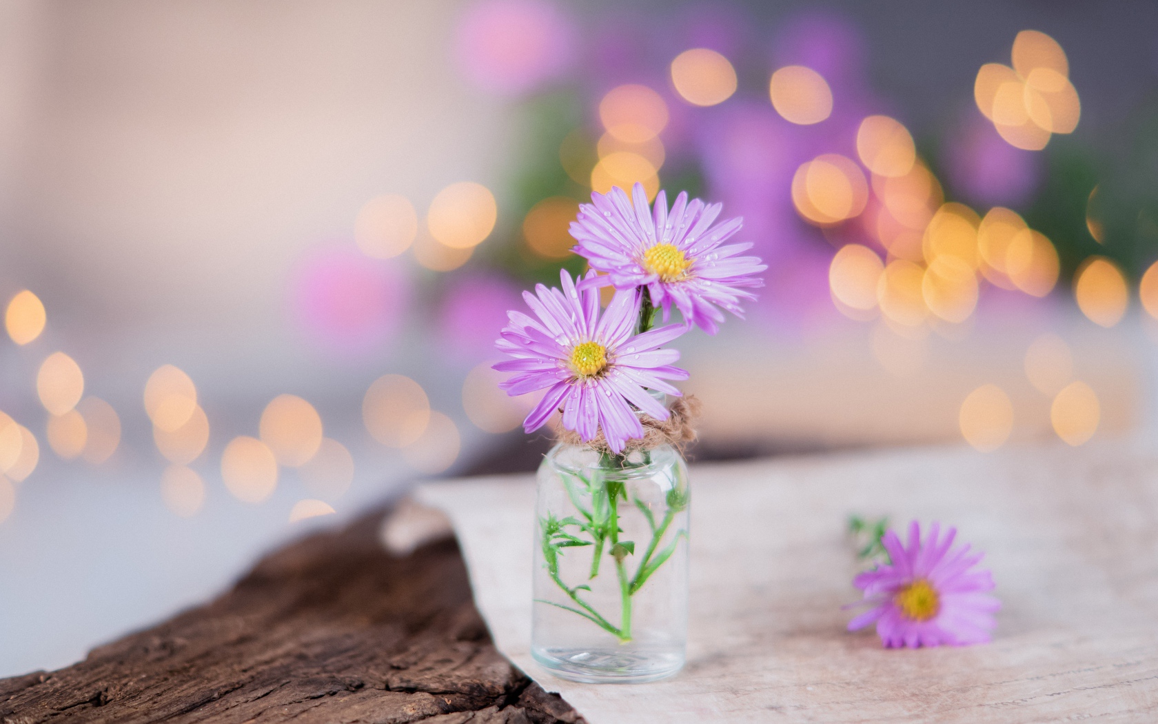 Три розовых цветка сентябринки в стеклянной баночке