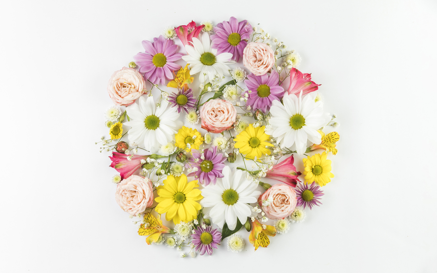 Сорванные цветы на белом фоне