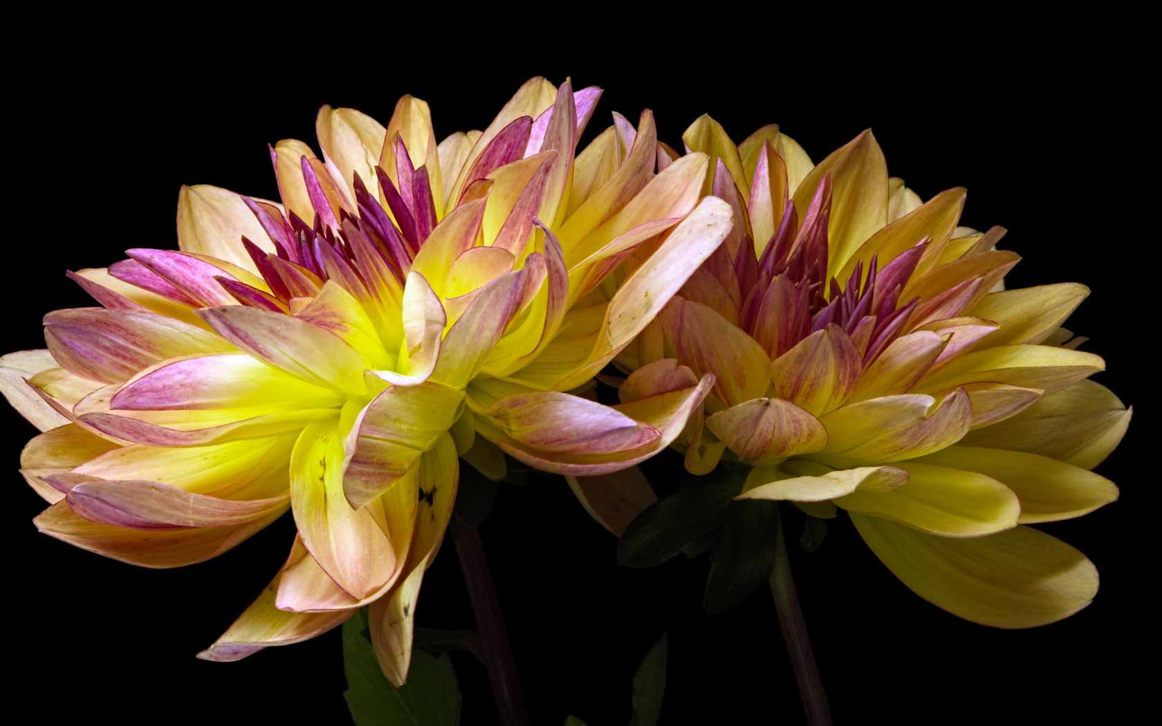 Два цветка георгины на черном фоне крупным планом