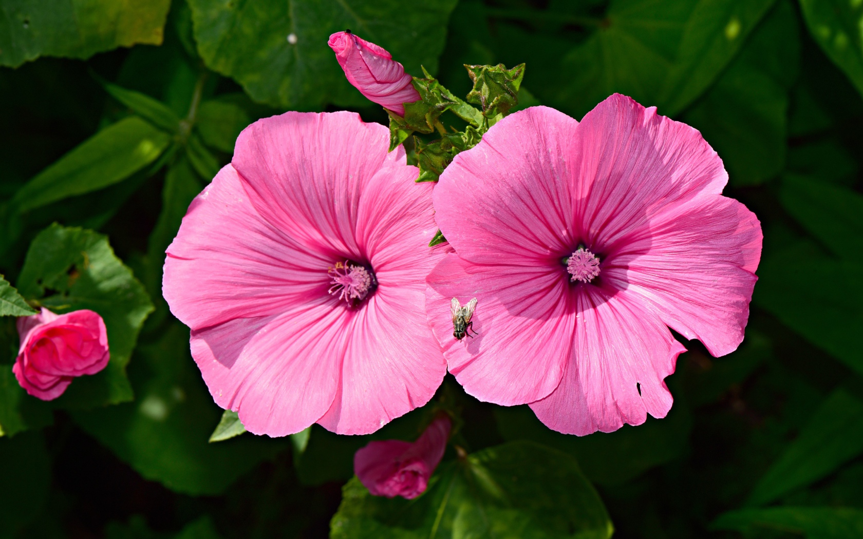 Два розовых цветка мальвы с бутонами в саду 