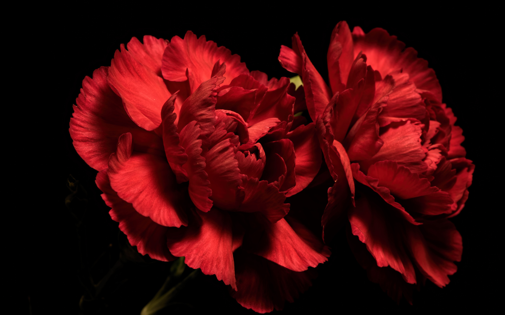 Две красные гвоздики на черном фоне