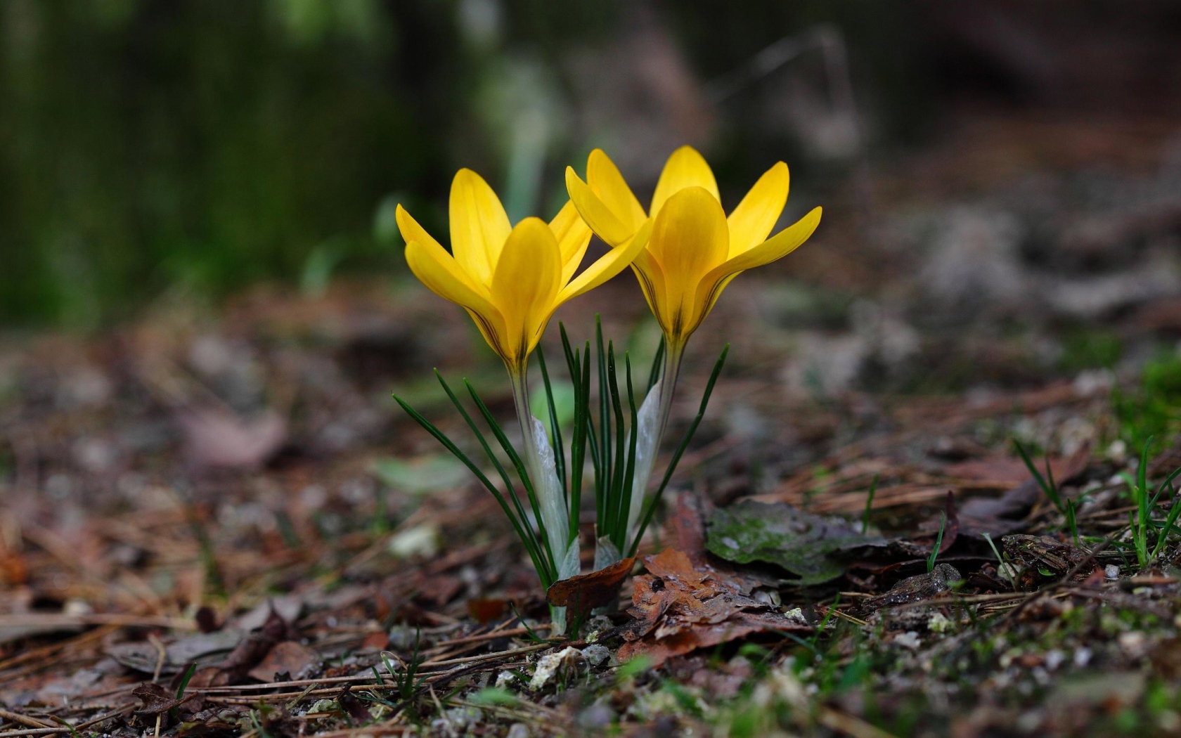 Два желтых цветка крокуса на холодной земле 