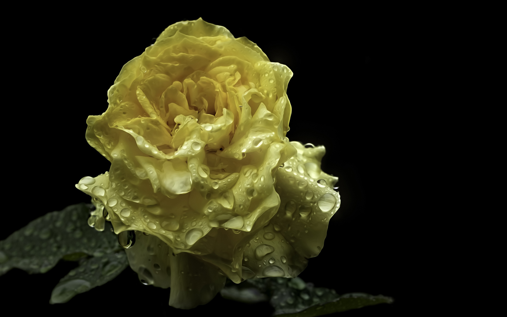 Мокрая желтая роза на черном фоне крупным планом
