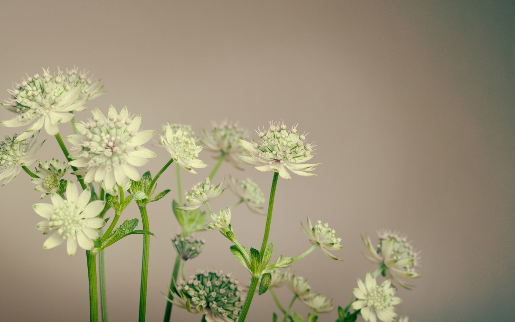 Белые цветы сельдерея на сером фоне