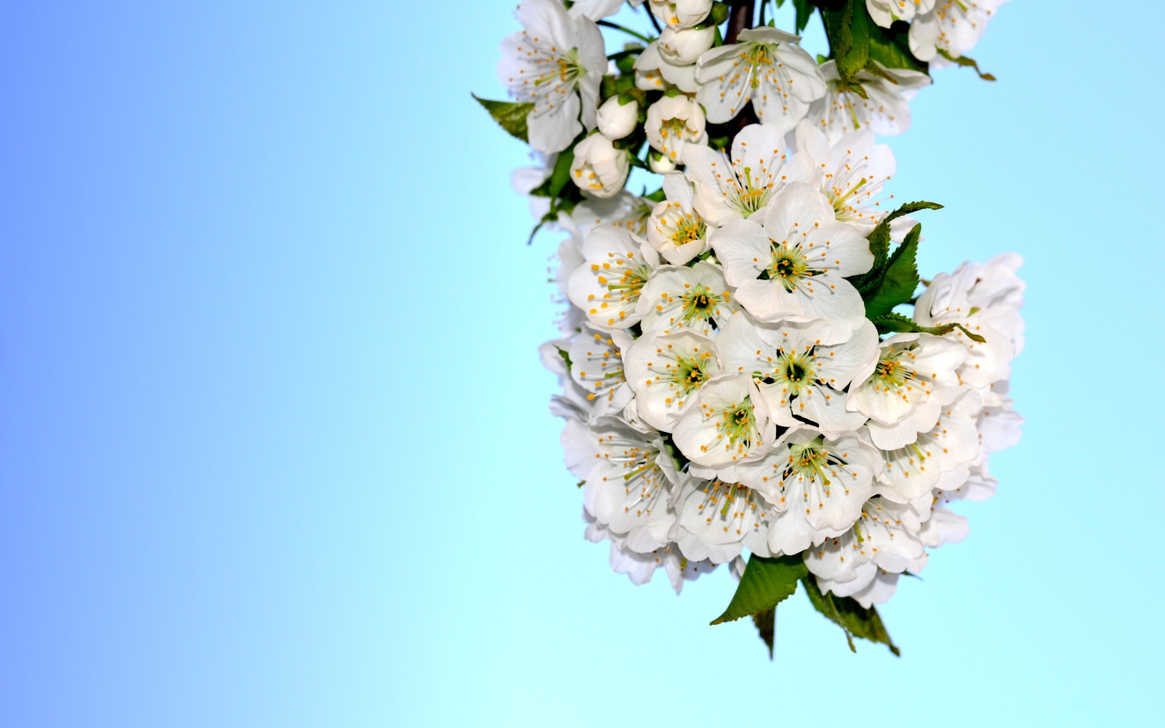 Белые цветы черешни с зелеными листьями на голубом фоне