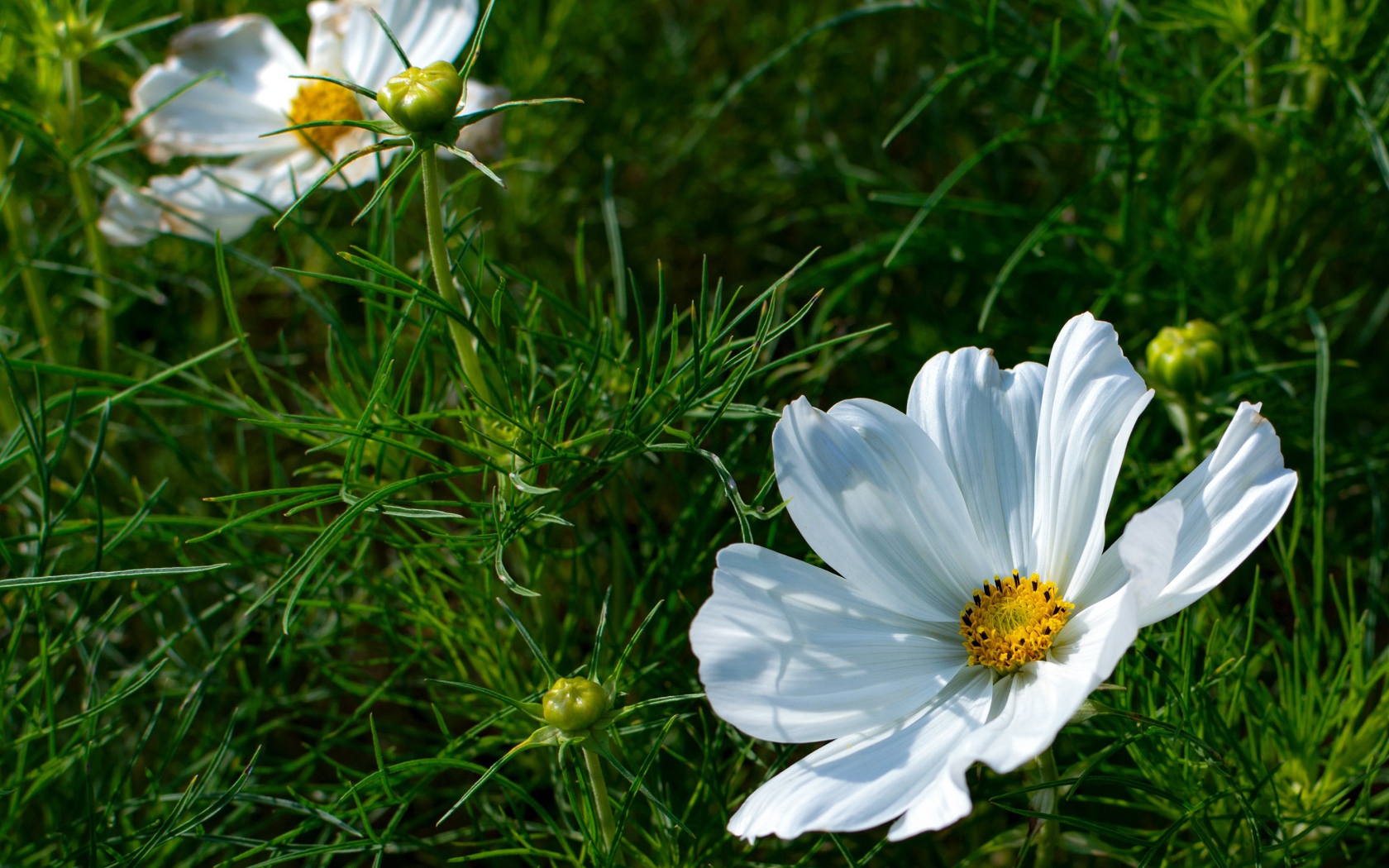 Белые цветы космея с бутонами в зеленых листьях 