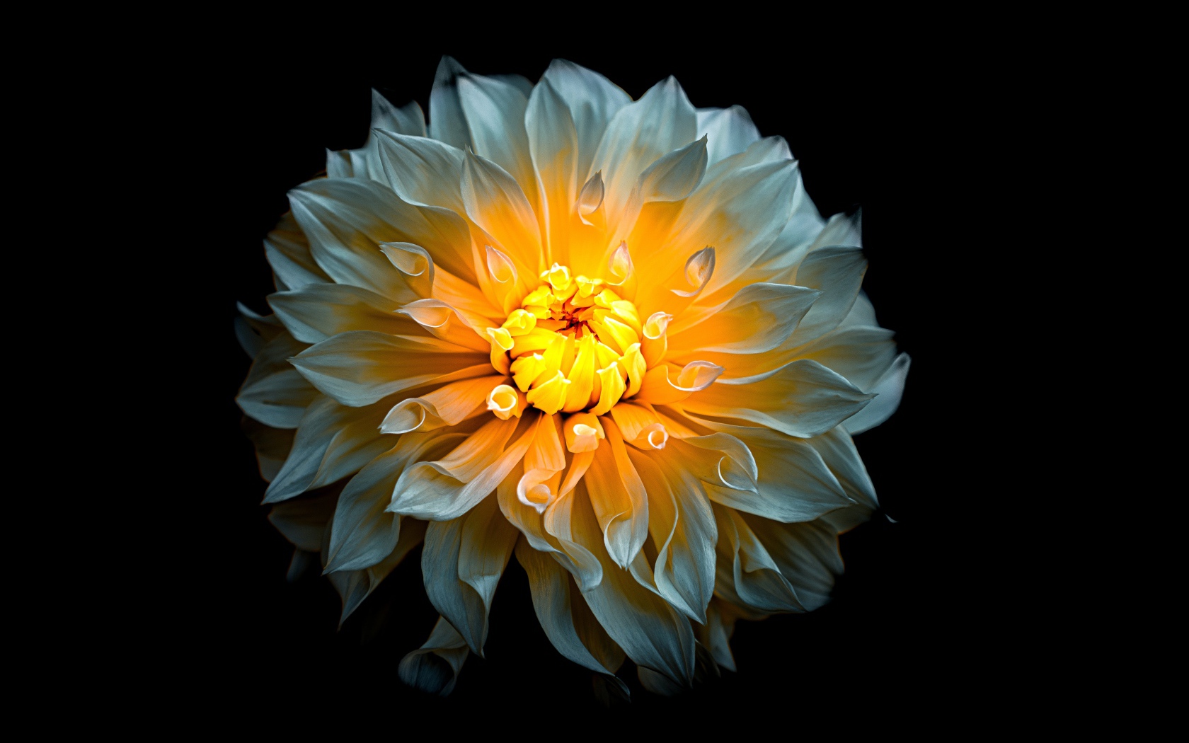 Белый цветок георгины с желтой серединкой на черном фоне