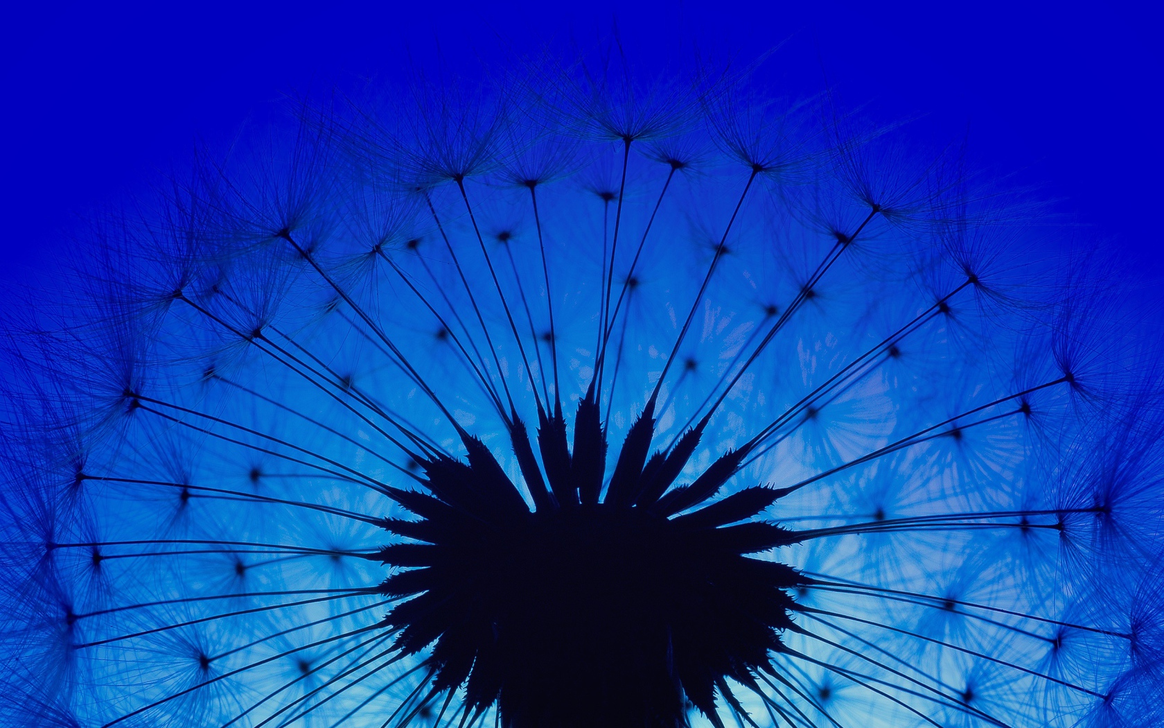 Белый одуванчик на фоне голубого неба в сумерках