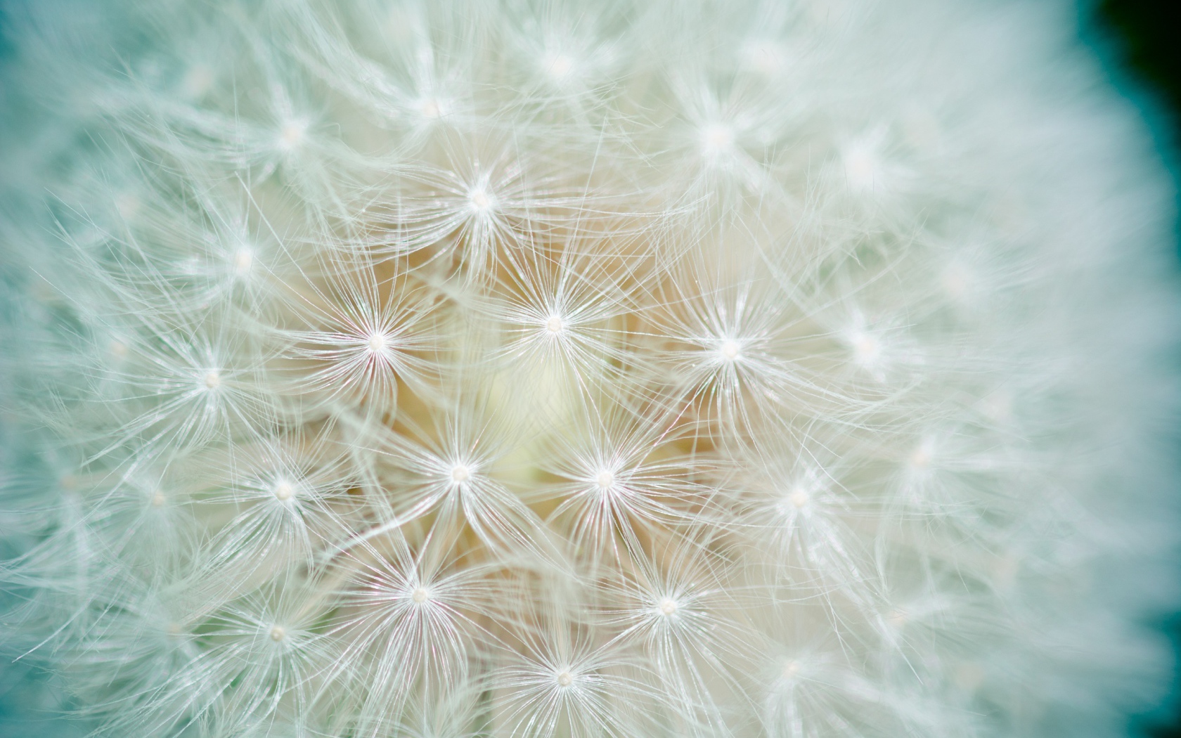 Белый цветок одуванчика крупным планом