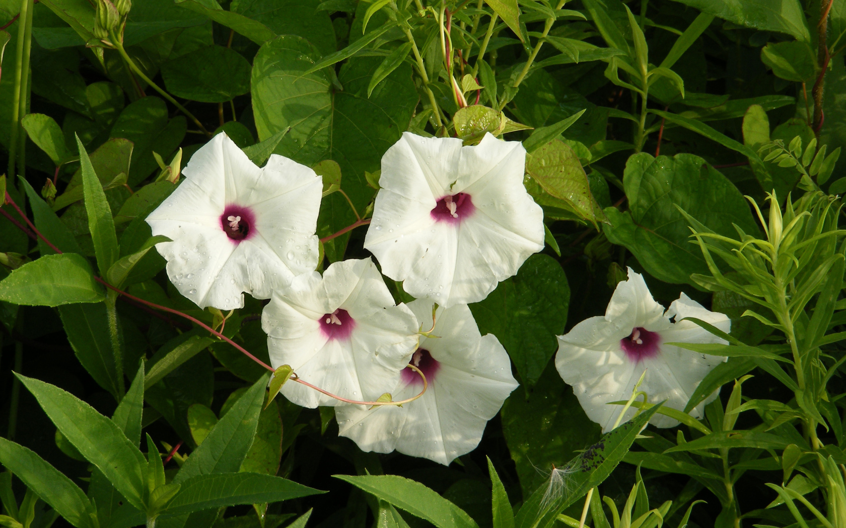 Белые цветы ипомеи в зеленых листьях 