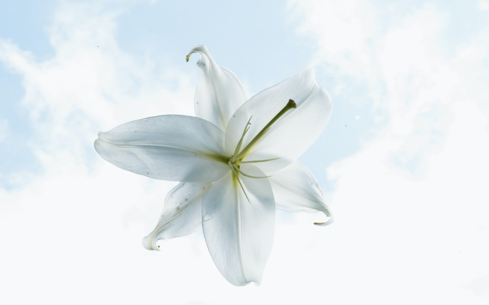 Белый цветок лилии на фоне неба