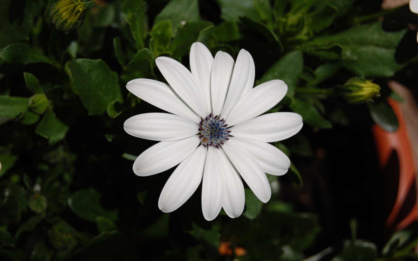 Белый цветок остеоспермум с бутонами 