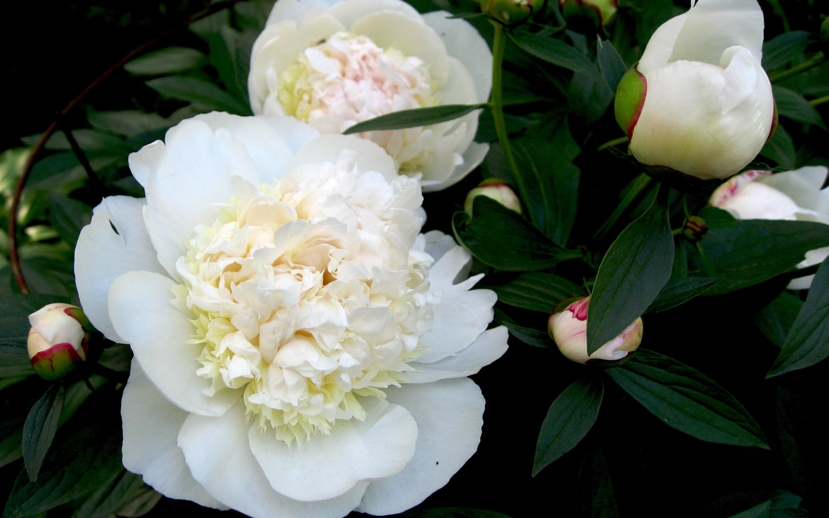 Белые цветы пиона с бутонами в зеленых листьях