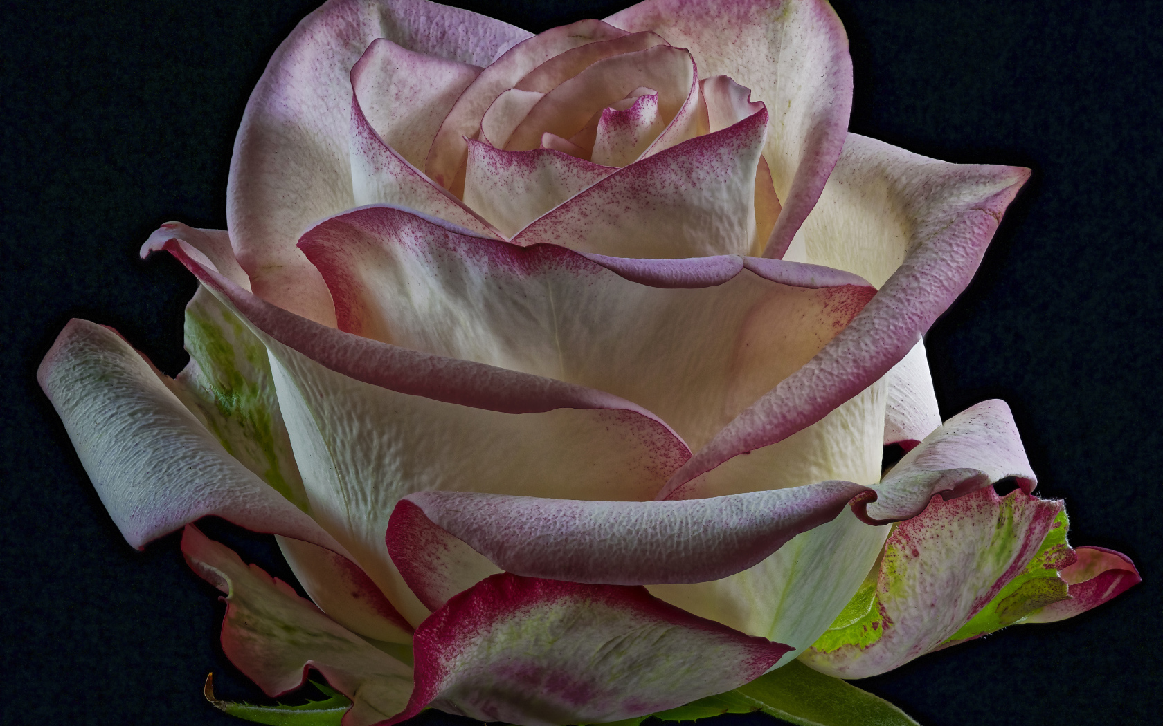 Белая роза с розовыми краями на лепестках на черном фоне