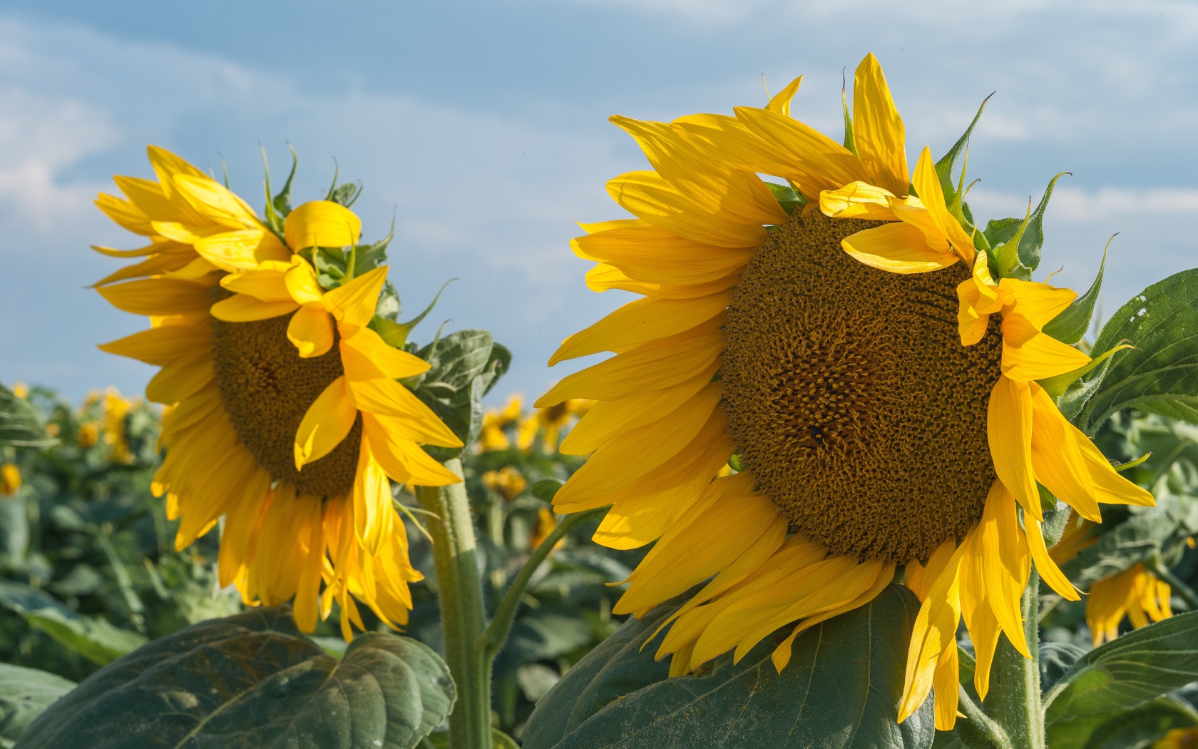 Желтые большие цветы подсолнуха на поле