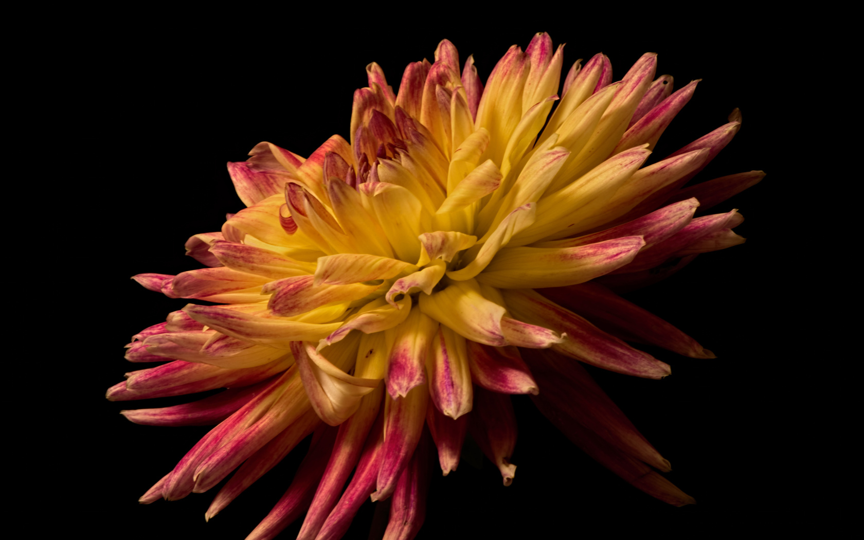 Желтая георгина с розовыми концами на лепестках на черном фоне