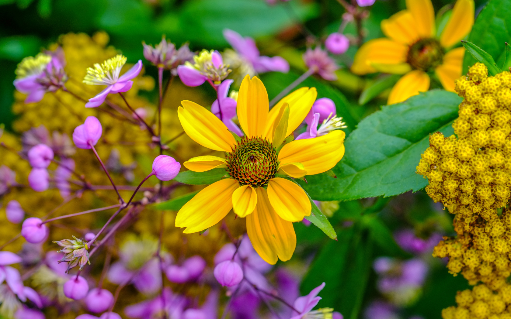 Желтый цветок на клумбе с розовыми цветами