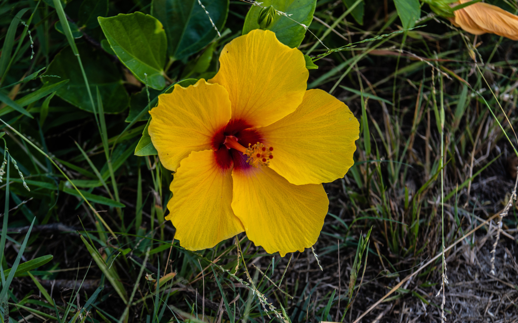 Желтый цветок гибискуса в траве 