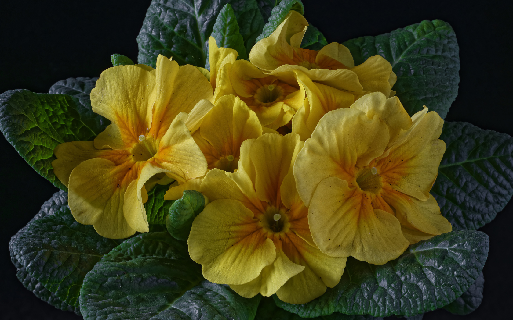 Желтый цветок примула с большими зелеными листьями 