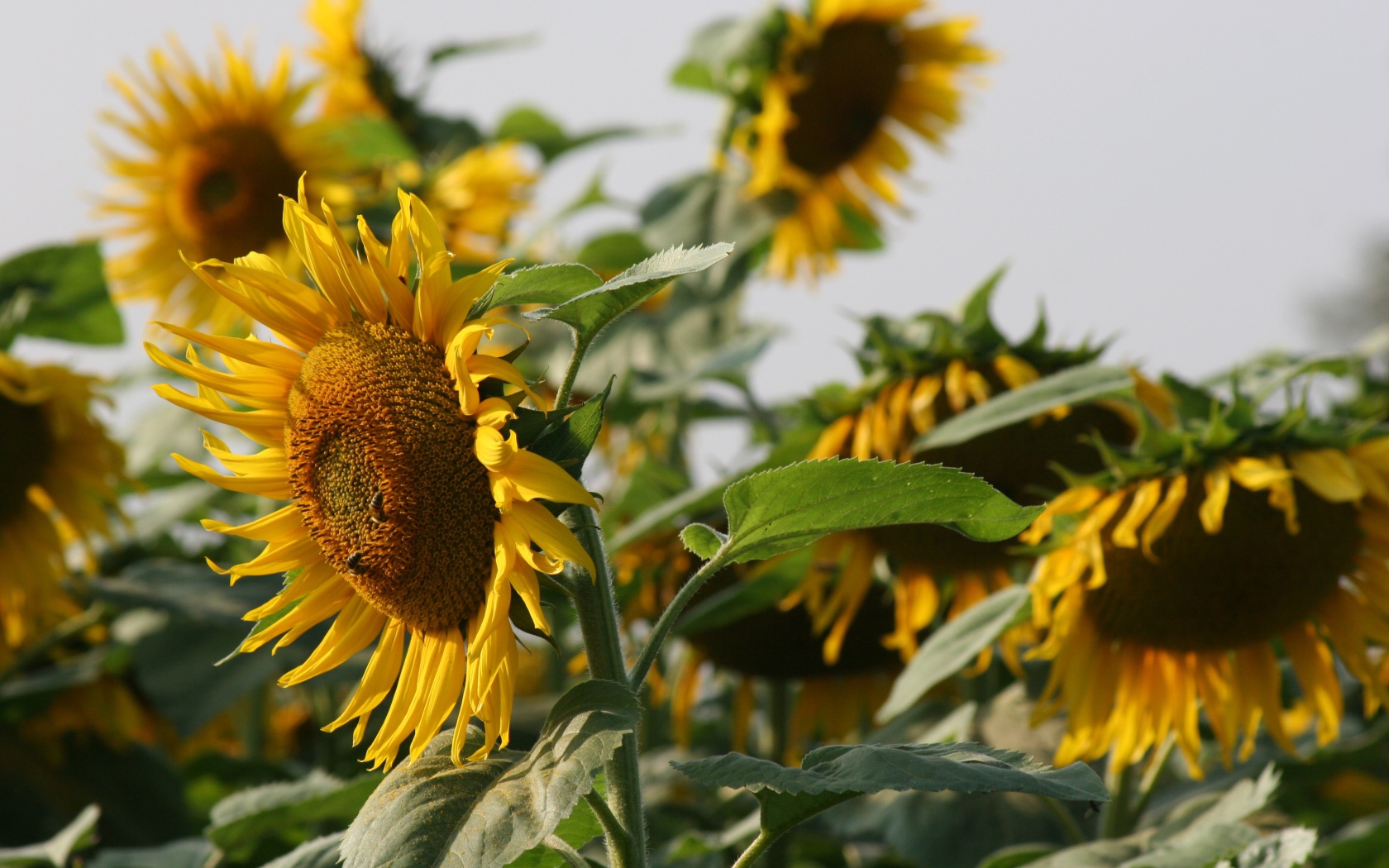 Желтые подсолнухи на поле летом в лучах солнца