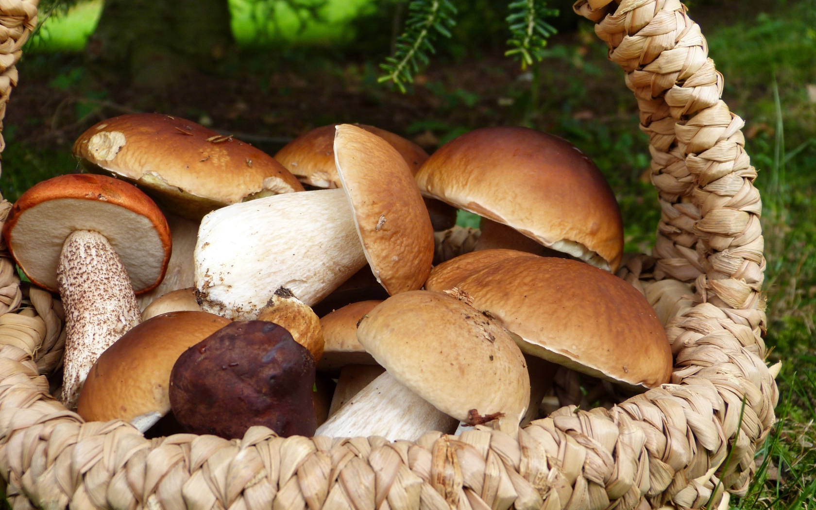 A basket of mushrooms stands on the grass in the forest