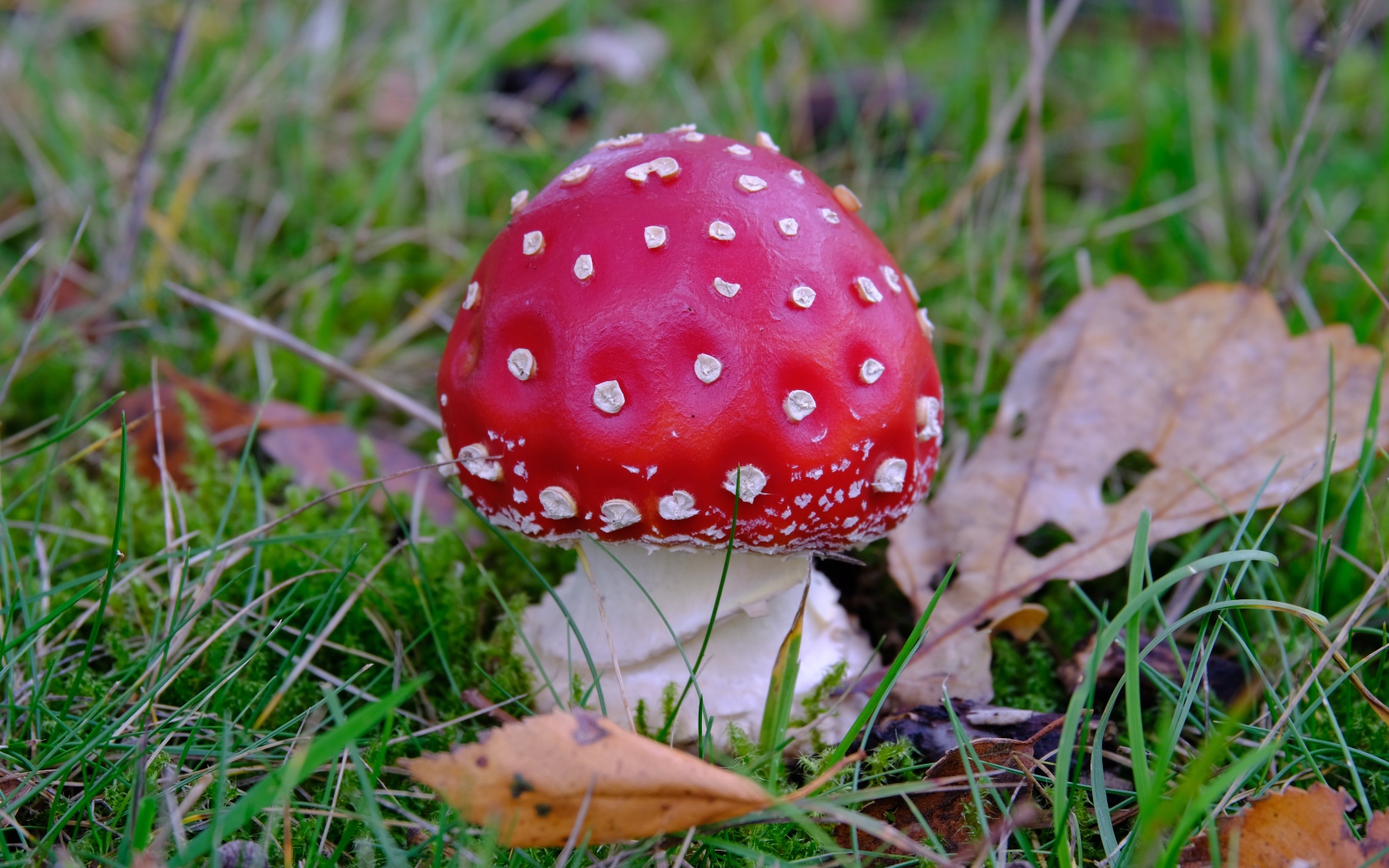Красный мухомор в зеленой траве с сухими листьями