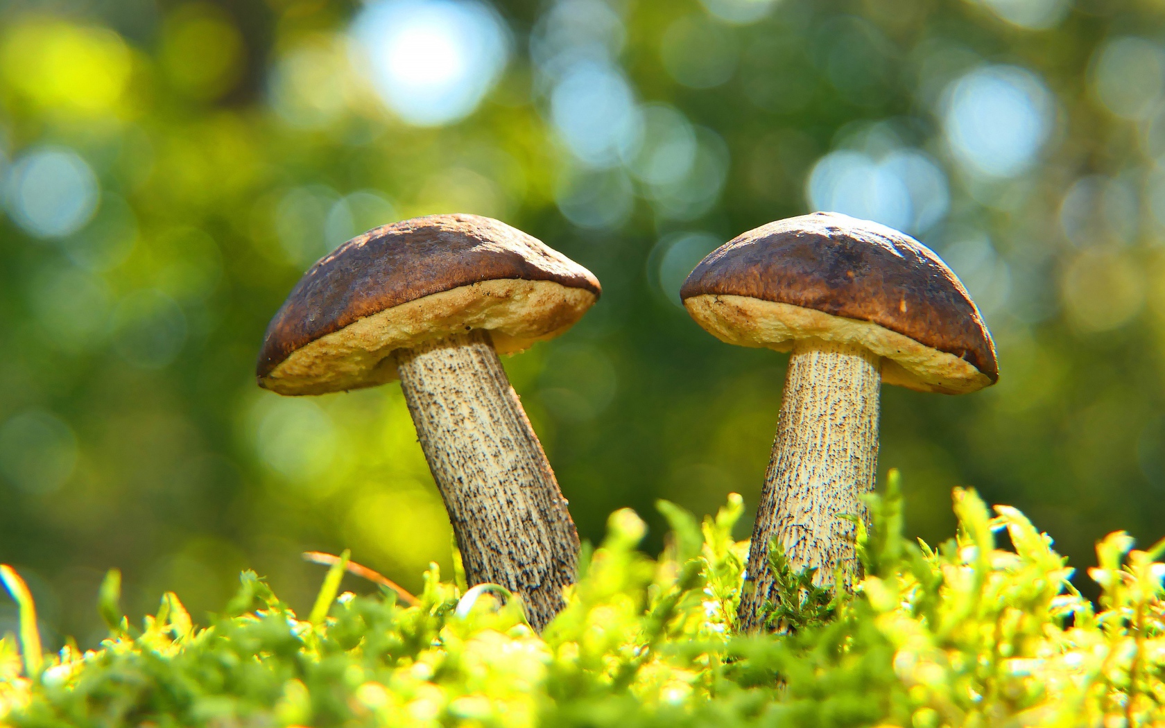 Два гриба растут на зеленом мху 