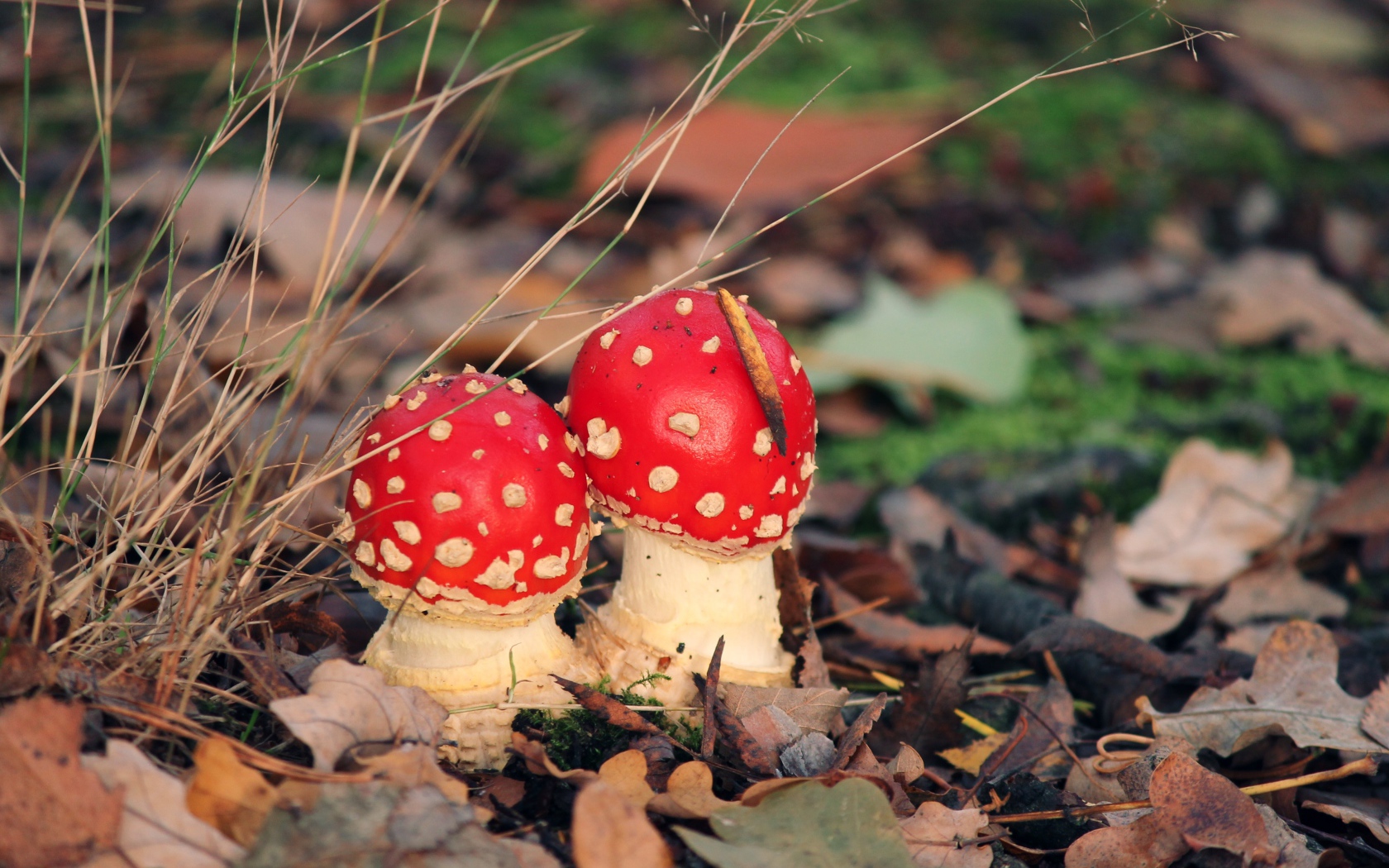 Два красных мухомора в опавших листьях