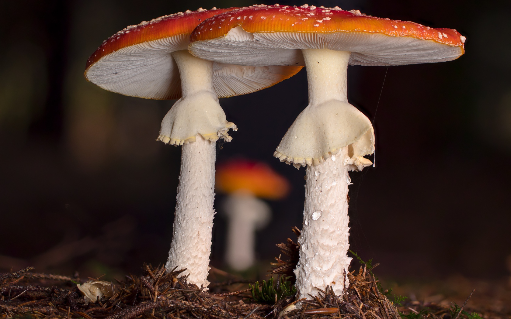 Два красных мухомора в лесу 