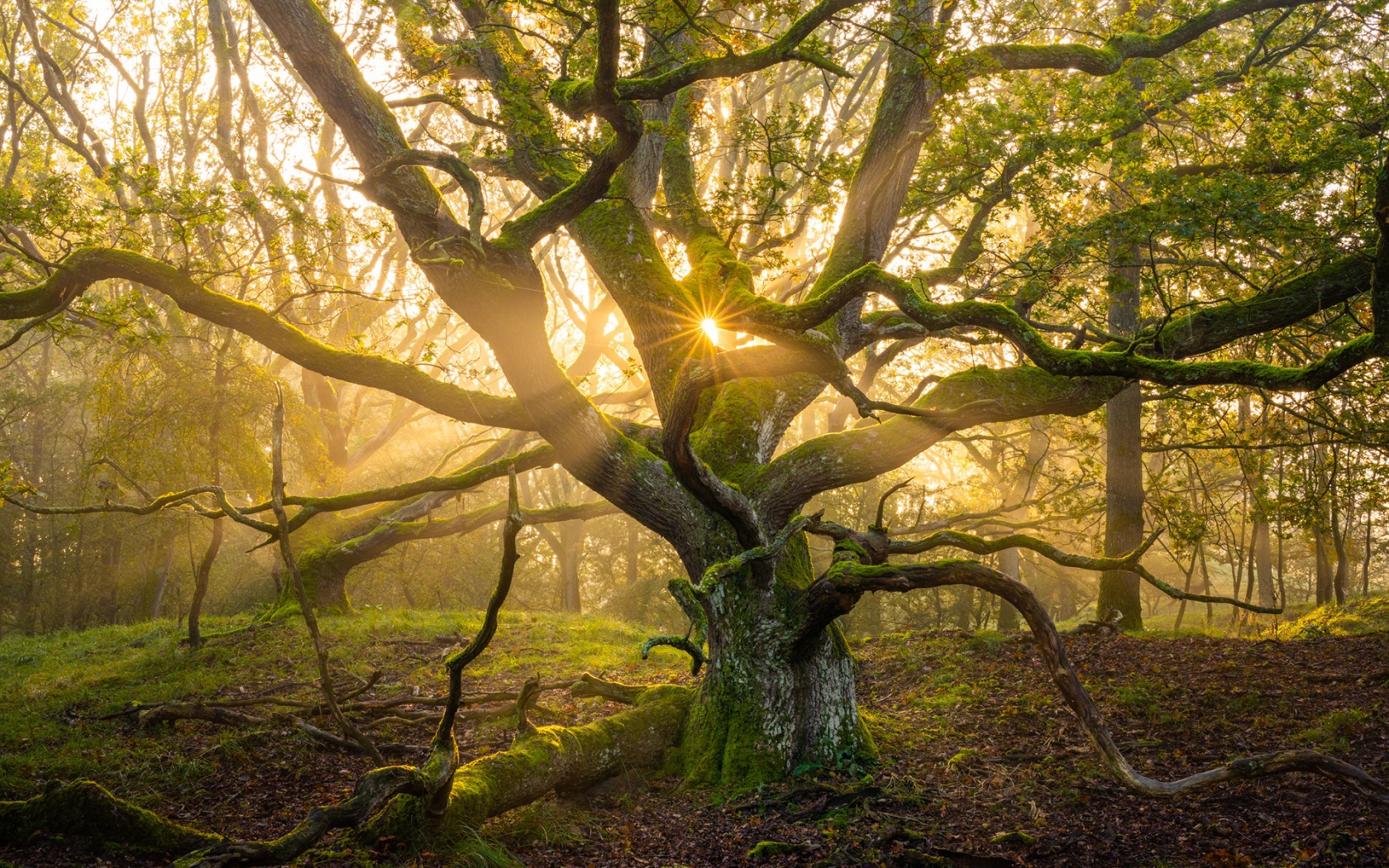 Большое старое дерево в лучах солнца 
