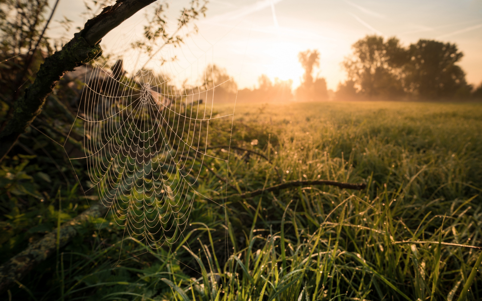 Кружевная паутина на дереве в лучах солнца