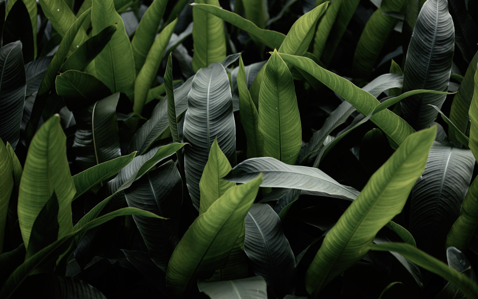 Большие зеленые листья крупным планом