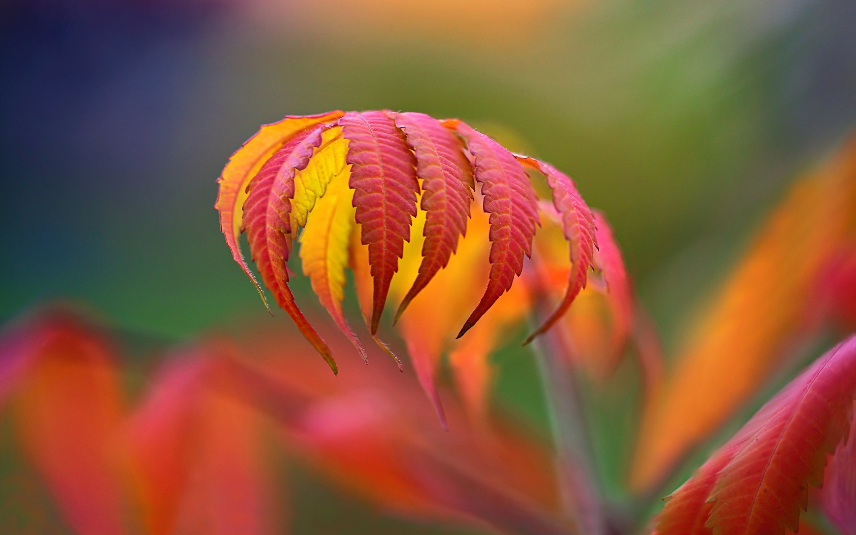 Красивый яркий красный осенний лист 