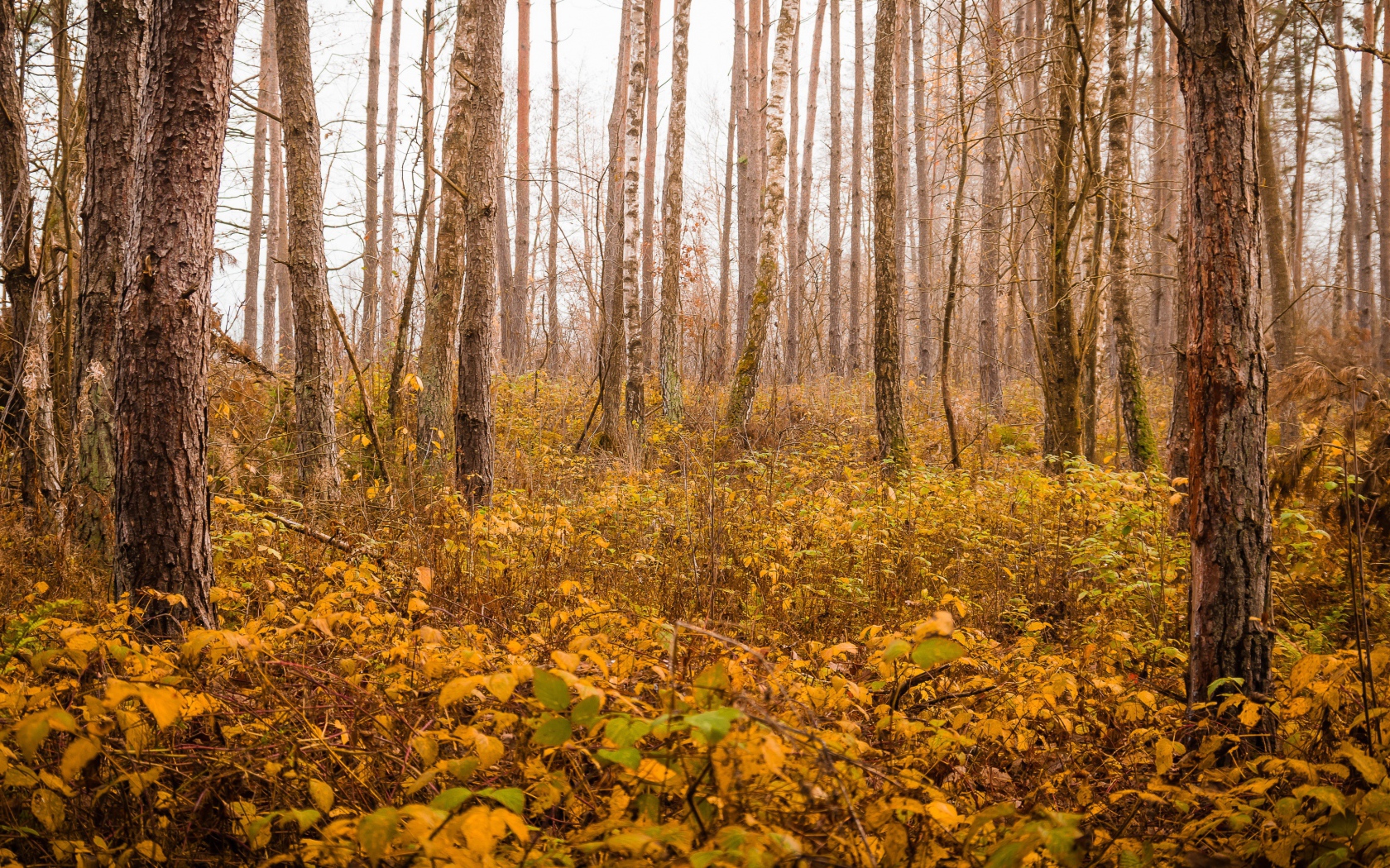 Cold autumn yellowed forest
