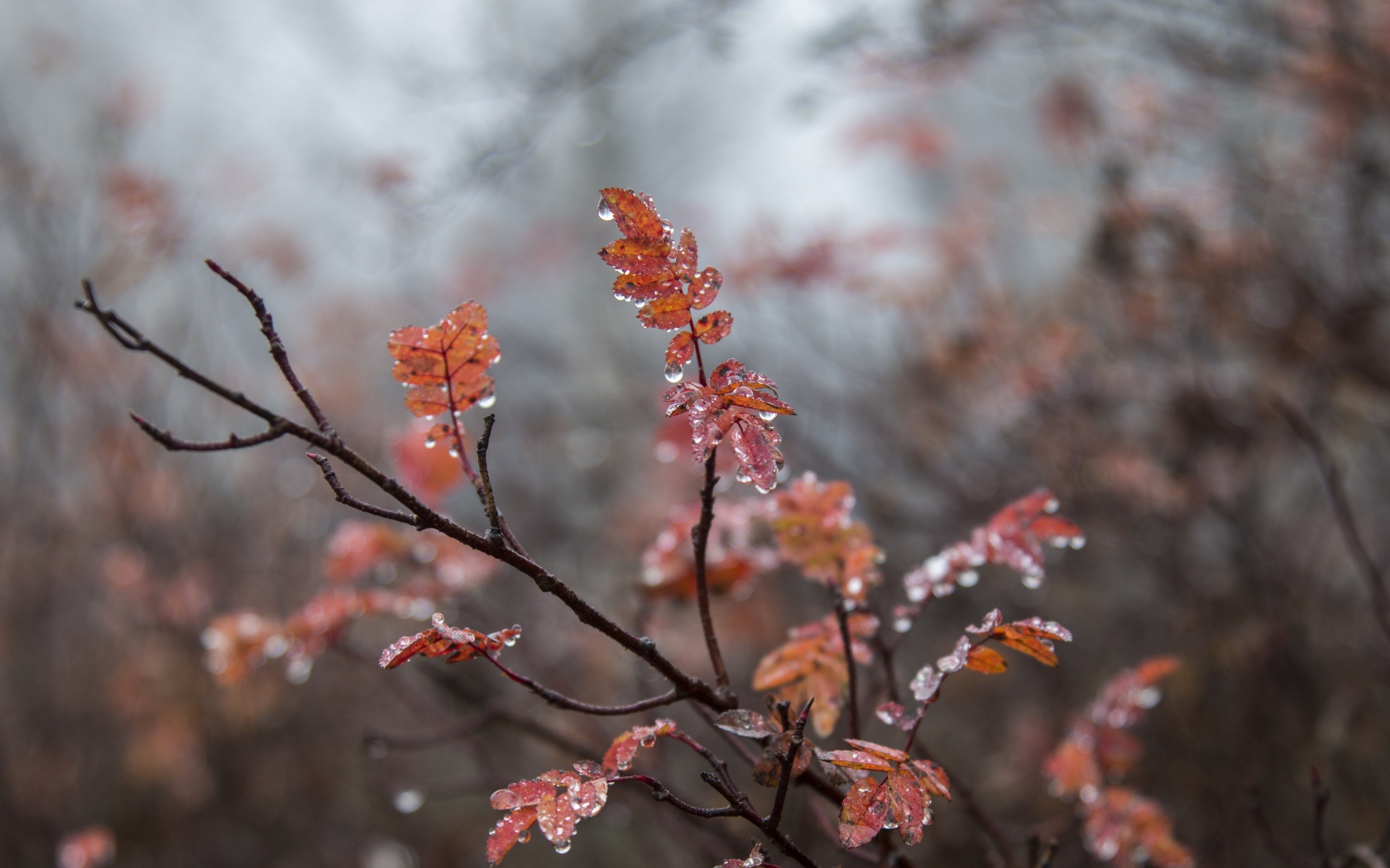 Желтые листья рябины на мокрой ветке 
