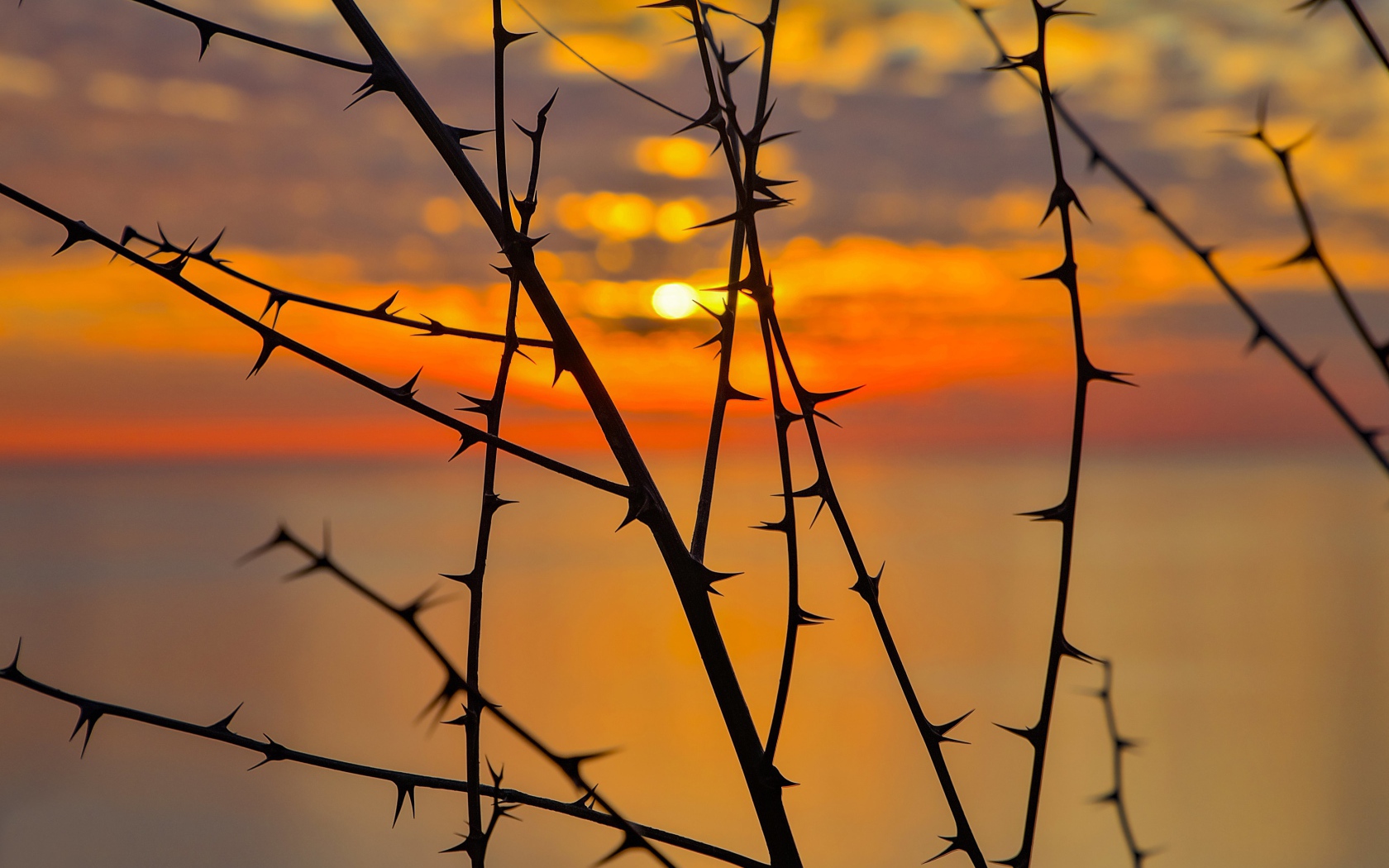 Колючие ветки дерева на закате солнца