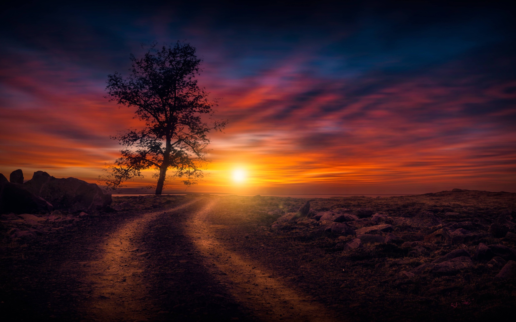 Дерево у дороги на закате солнца в небе 