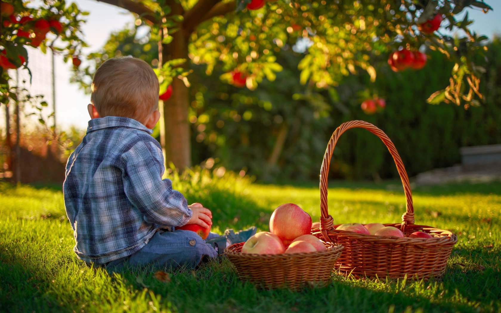 Маленький мальчик с корзиной яблок сидит на зеленой траве