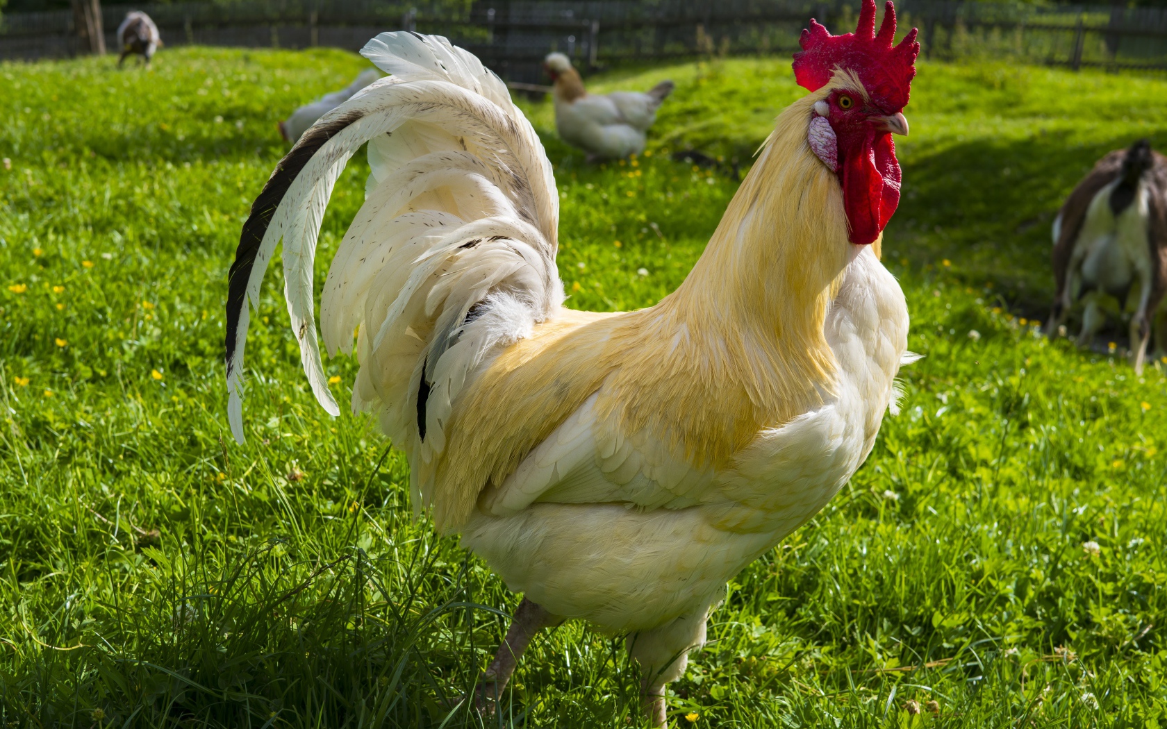 Красивый белый домашний петух на зеленой траве 