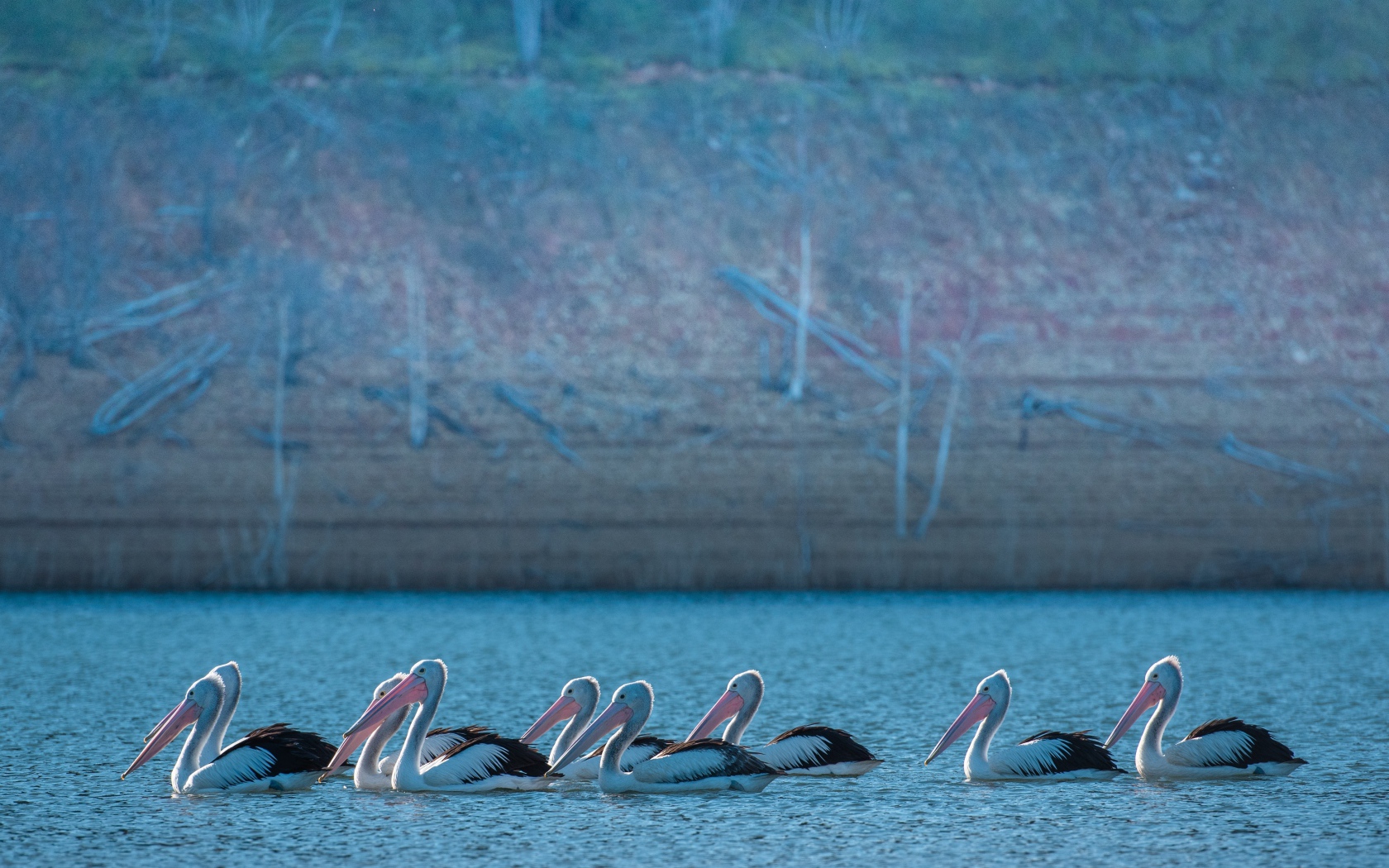 Большие пеликаны в воде 