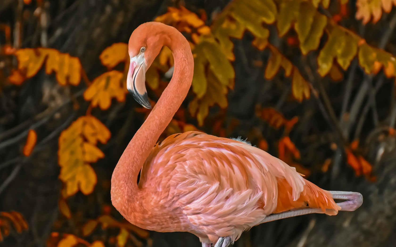 Большой розовый фламинго на фоне листьев 