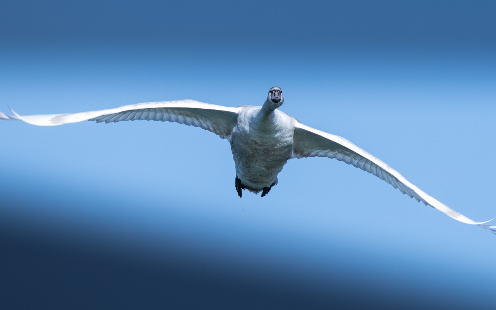 Большой белый лебедь летит в голубом небе